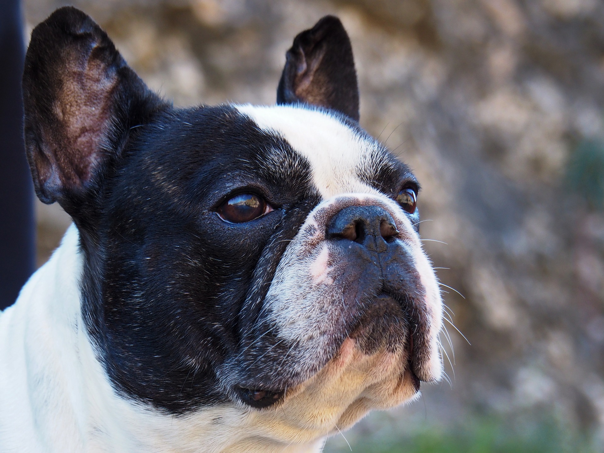 Lady Gaga’s Dognappers Charged With Robbery and Attempted Murder